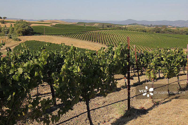 葡萄园和景观图片素材