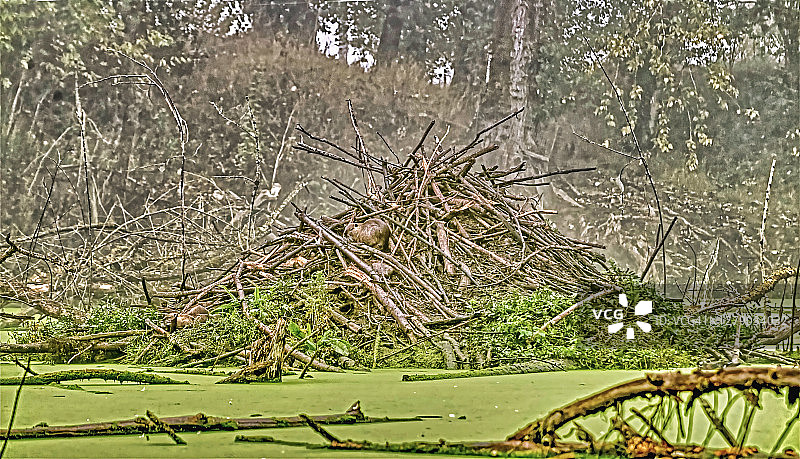 海狸小屋里的河狸鼠图片素材