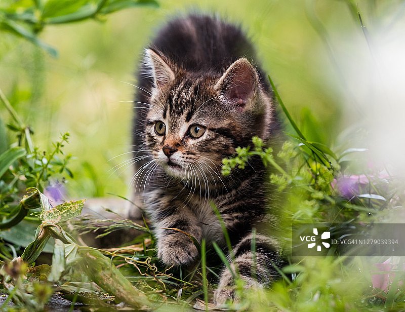 草地上的小绒毛小猫，夏天图片素材
