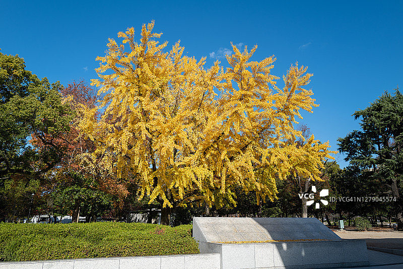广岛和平纪念公园的秋叶色彩图片素材