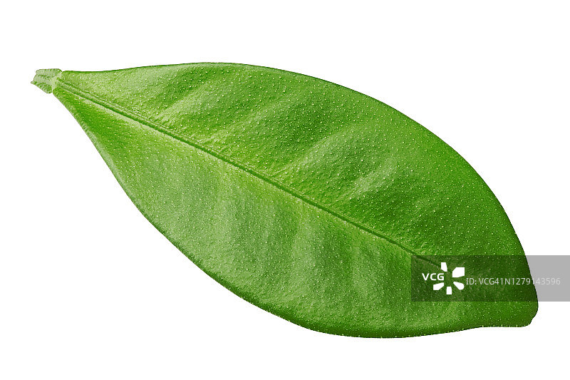 白色背景上孤立的柑橘叶、柠檬、葡萄柚、橙子、酸橙、金橘图片素材