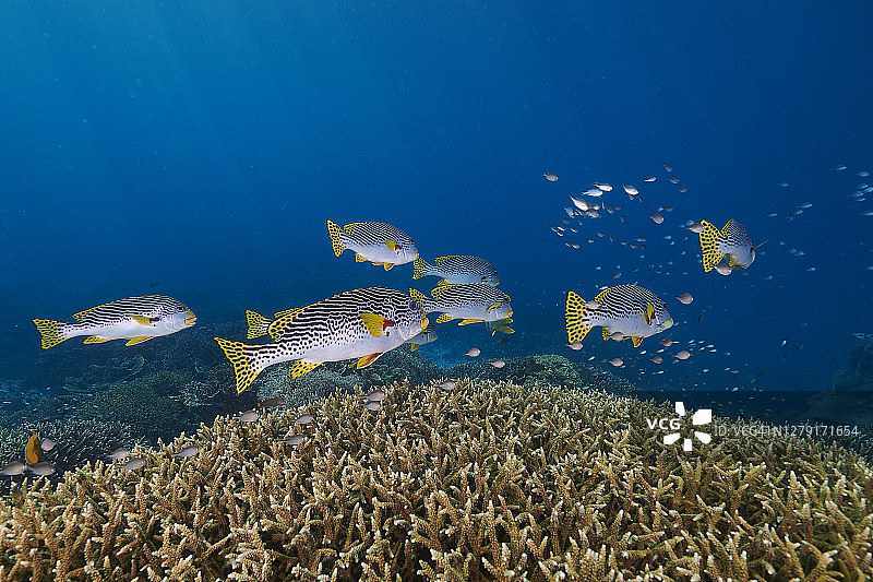 黄带石鲈图片素材
