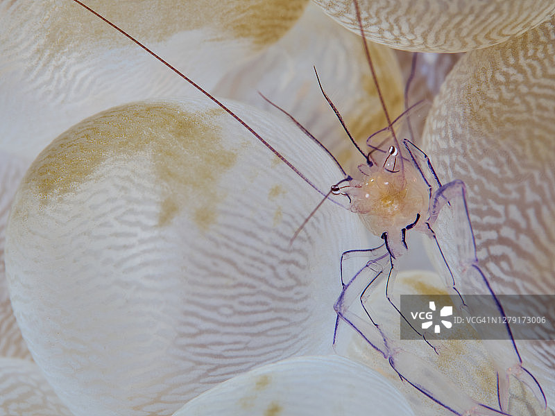 气泡珊瑚虾图片素材