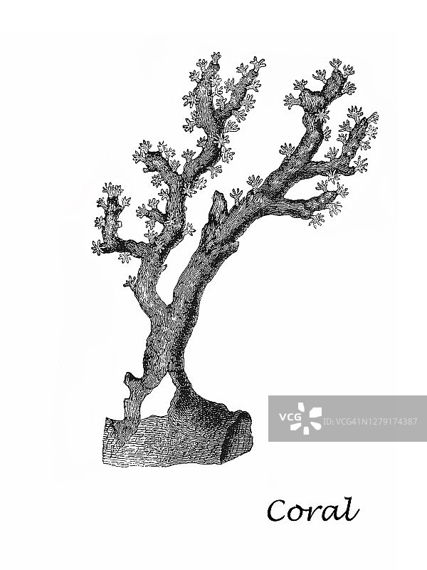 高贵珊瑚古版画插图图片素材