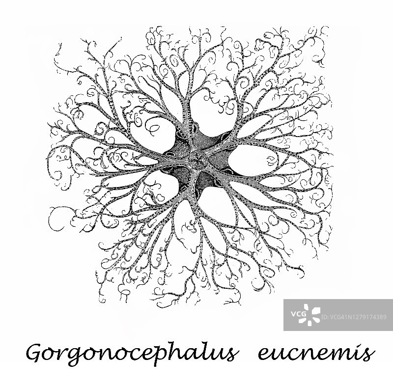 旧版画：篮星图片素材