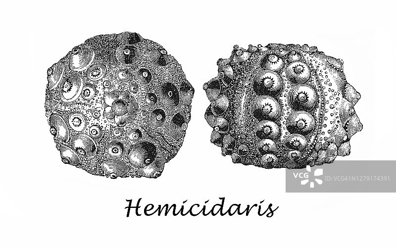 半胱菊（已灭绝的海胆）的古老雕刻插图图片素材