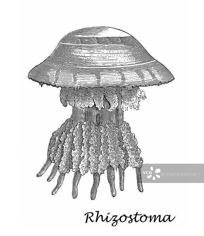大型根口水母的复古雕刻插图图片素材