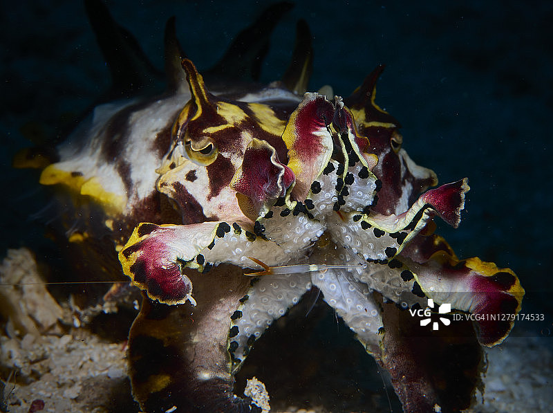 火焰乌贼图片素材