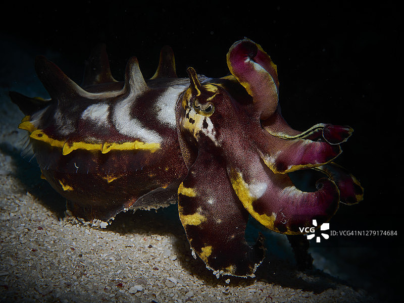 火焰乌贼图片素材