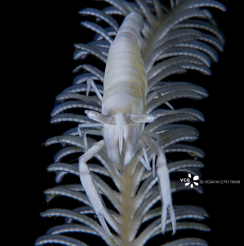 海百合纲的虾图片素材