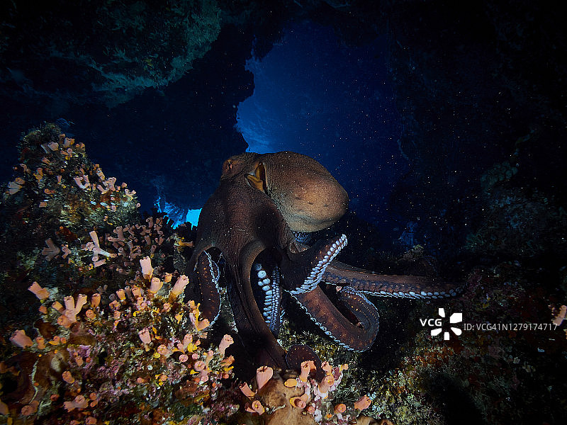 普通章鱼图片素材