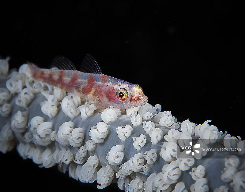 丝珊瑚上的虾虎鱼图片素材