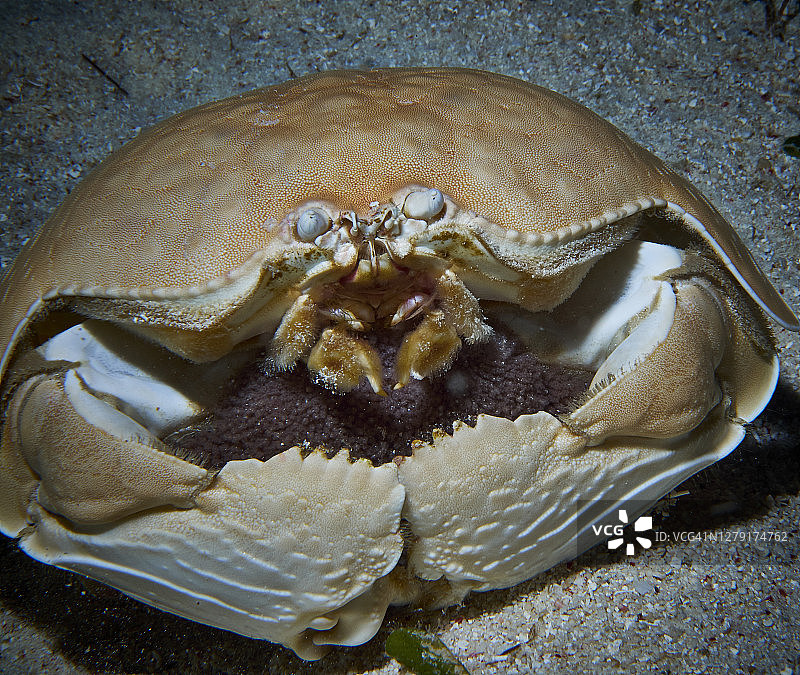 有卵的箱蟹或害羞蟹 - Calappa图片素材