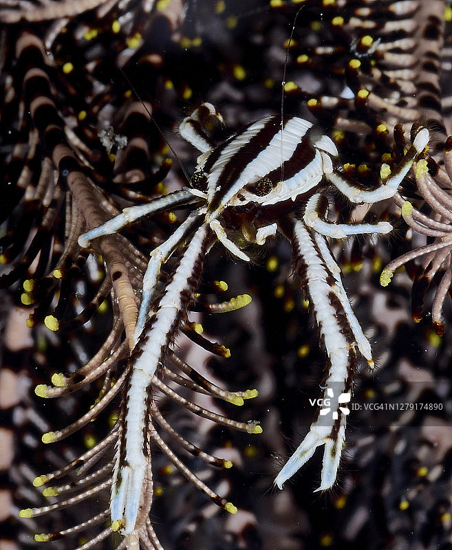 海百合瓷蟹图片素材