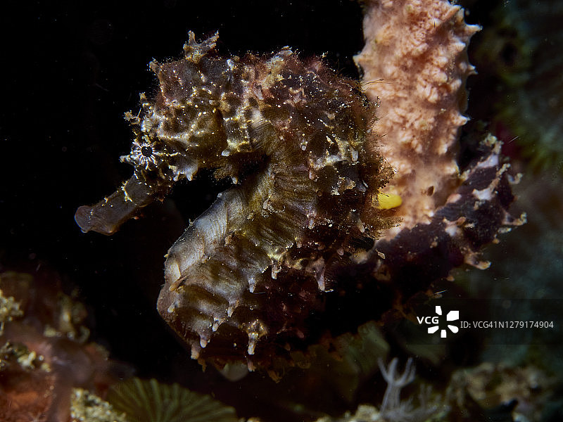 刺海马图片素材