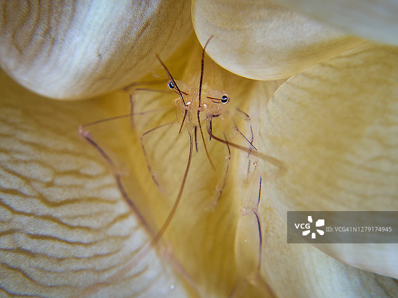 菲律宾清洁虾图片素材