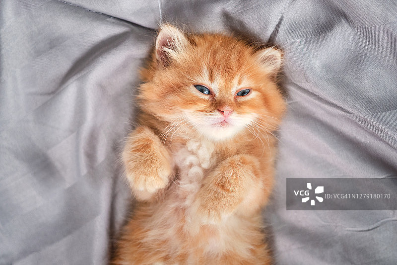 可爱的波斯小猫仰卧在毯子上，橙色小猫正在睡觉。图片素材