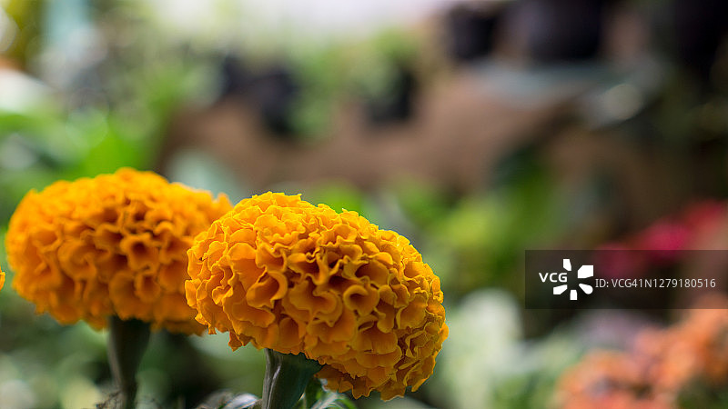 黄色万寿菊花朵图片素材