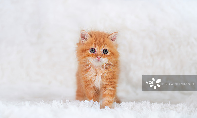 白色地毯上的可爱波斯小猫。橙色小猫。图片素材
