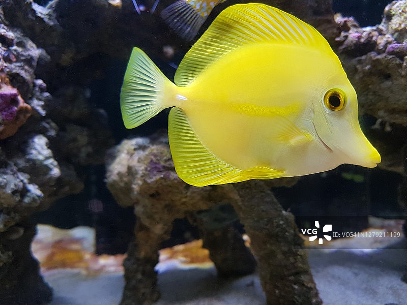 黄色的刺尾鱼特写图片素材