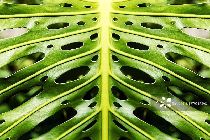 蔓绿绒植物叶图片素材