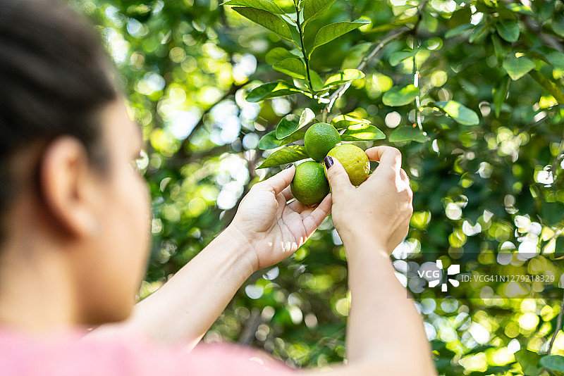 妇女采摘新鲜柠檬图片素材