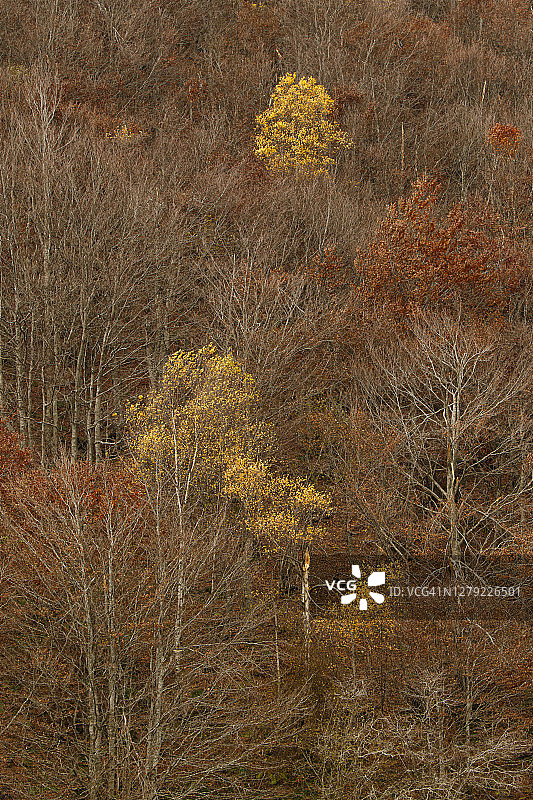 秋天的山毛榉林图片素材
