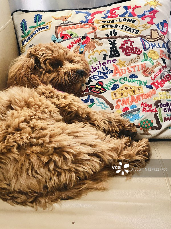 狗狗的暑假，玩具金色贵宾犬图片素材