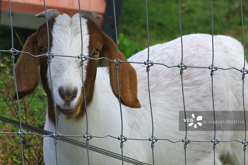 栅栏后面的山羊图片素材