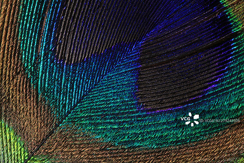 色彩鲜艳的孔雀尾羽特写图片素材