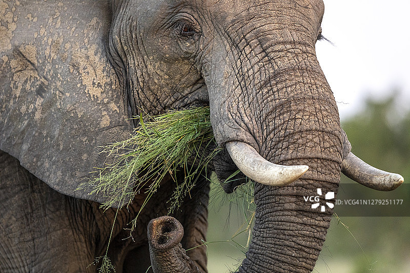 南非克鲁格国家公园大象吃草面部特写图片素材