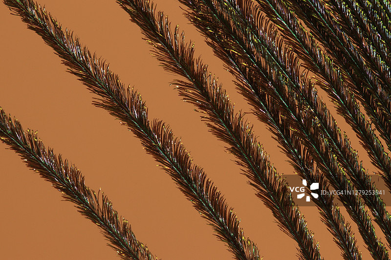 孔雀尾羽细节特写，棕色背景图片素材