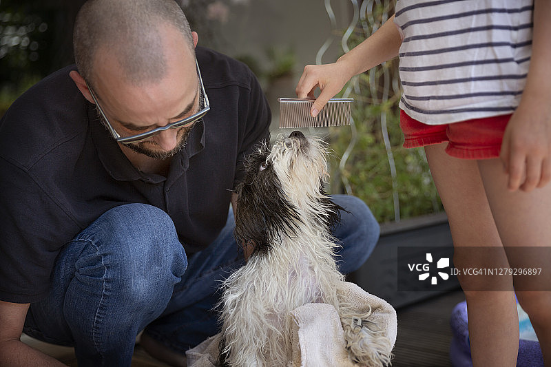 成年人和孩子在洗澡后梳理一只湿漉漉的黑白小狗图片素材