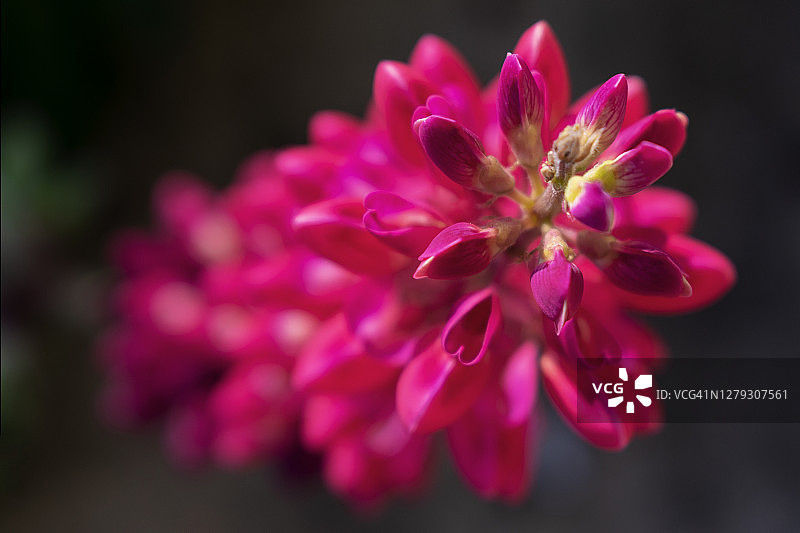 粉色花朵特写图片素材