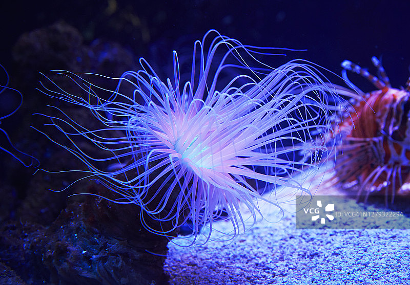 海葵特写图片素材