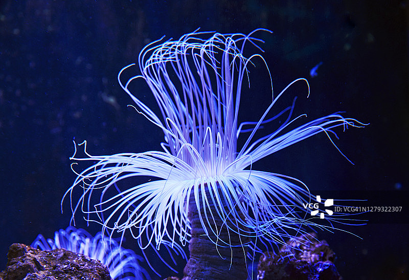 海葵特写图片素材