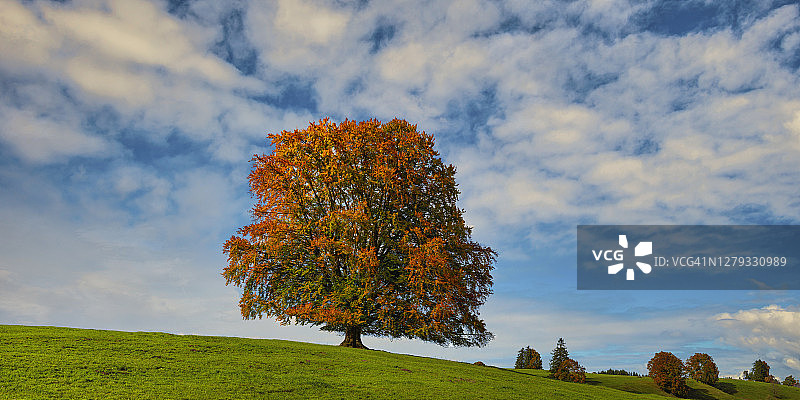 秋季欧洲山毛榉全景图片素材