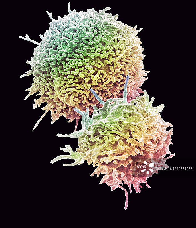 静止的T淋巴细胞图片素材