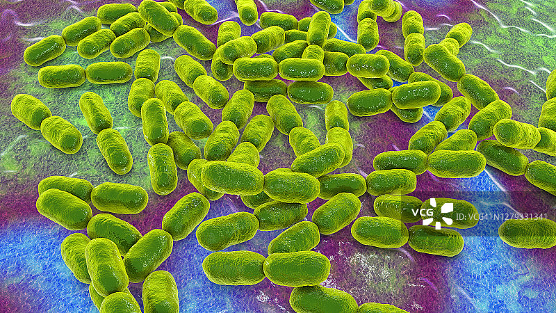 金黄杆菌插图图片素材