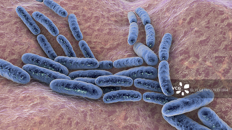 乳酸杆菌图片素材