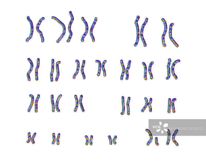 猫叫综合征核型插图图片素材
