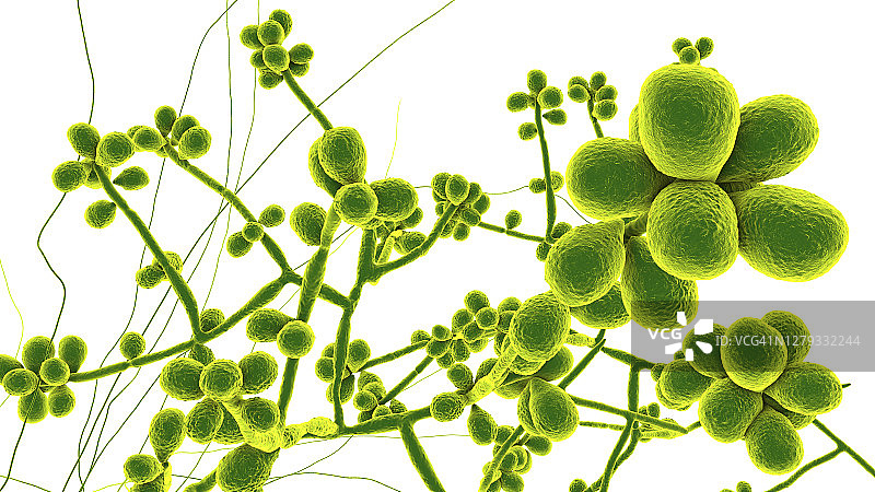 申克孢子丝菌真菌，图示图片素材