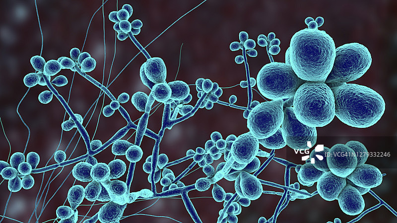 申克孢子丝菌真菌，图示图片素材