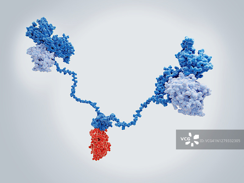 cAMP依赖性蛋白激酶分子插图图片素材
