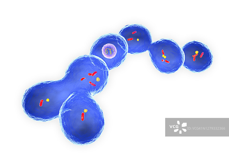 明串珠菌细菌图片素材