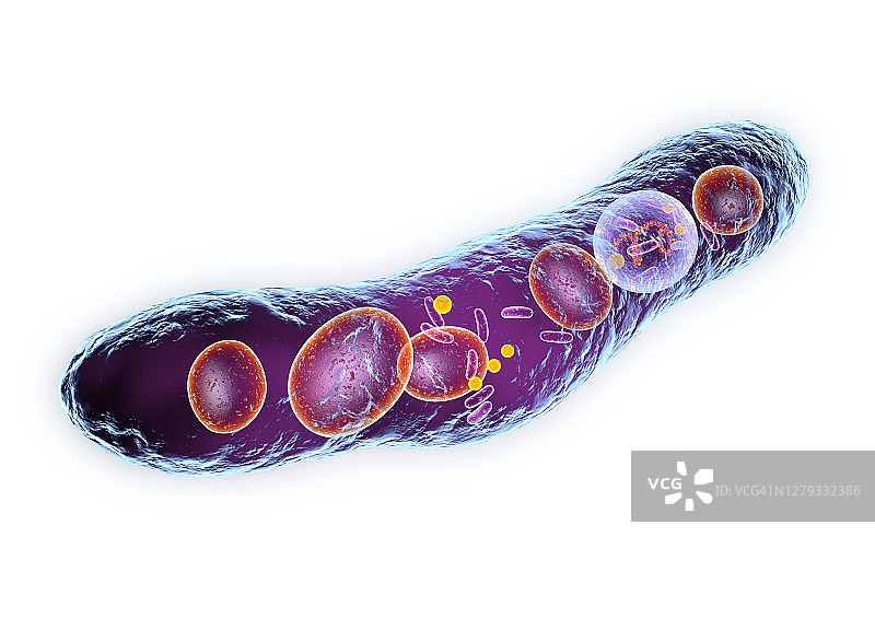 结核杆菌，图示图片素材