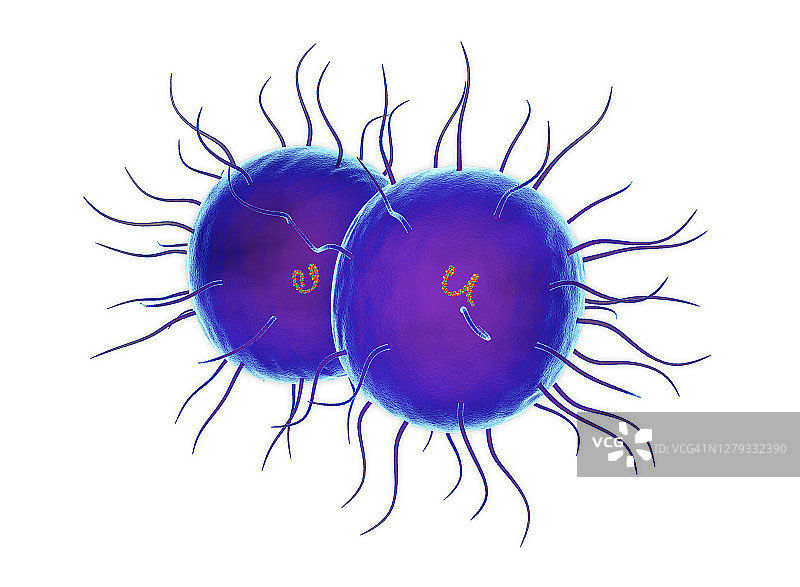 淋病奈瑟菌细菌，图示图片素材