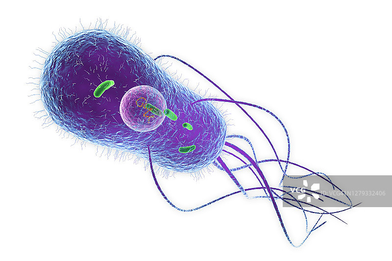 沙门氏菌细菌，图示图片素材