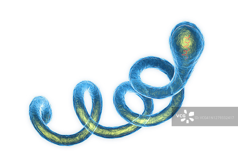 莱姆病细菌，图示图片素材