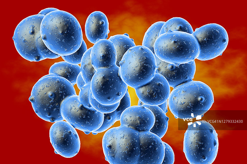 金黄色葡萄球菌（耐甲氧西林金黄色葡萄球菌）细菌，图示图片素材